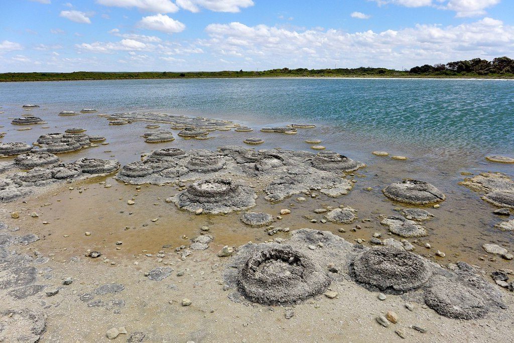 Stromatolites Lake Thetis